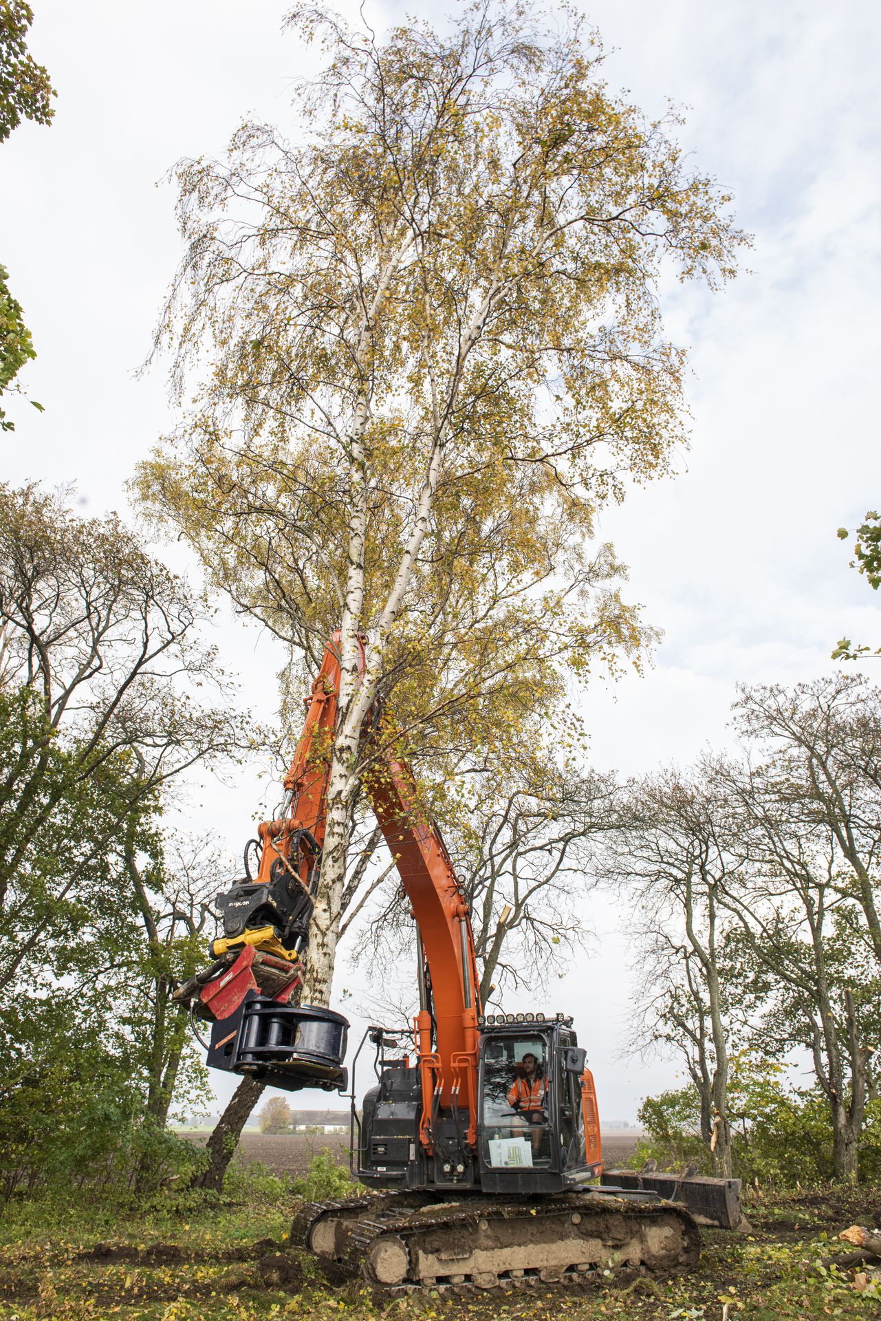 Boomschaar Intermercato met gesnoeide boom